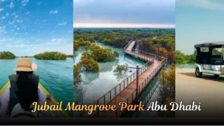 Quick Guide to Jubail Mangrove Park, Abu Dhabi